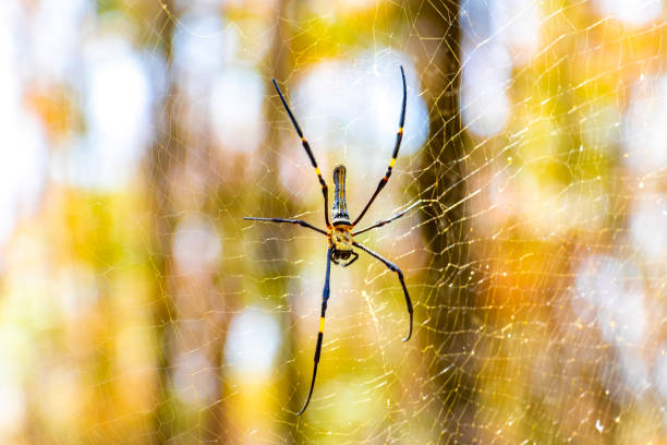 istock Giant wood spider in its web net in Thailand. 2202065702