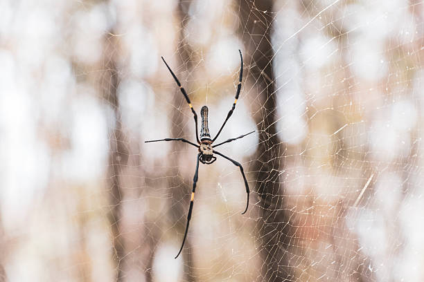 istock Giant wood spider in its web net in Khao Lak Thailand. 2202065803