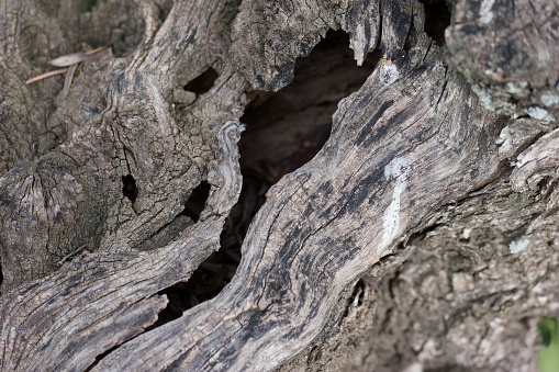 Bark Texture Example Image Botany Bark Closeup Tree Nature Texture Structure Light Patterns Brown Botany ...