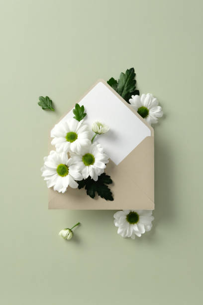 istock Beige envelope with white daisies and green leaves on a light green background. Perfect for greeting cards, invitations, or floral-themed designs. Fresh and elegant composition 2202067128