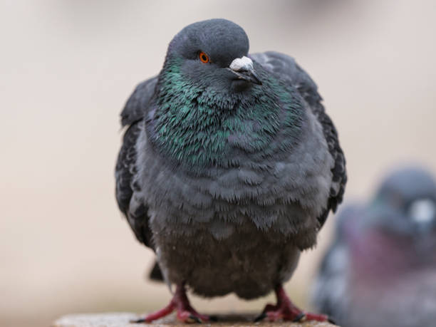 istock portrait of a beautiful pigeon 2202067636