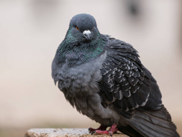 istock portrait of a beautiful pigeon 2202067831