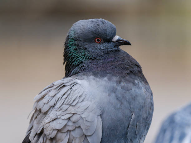 istock portrait of a beautiful pigeon 2202069182