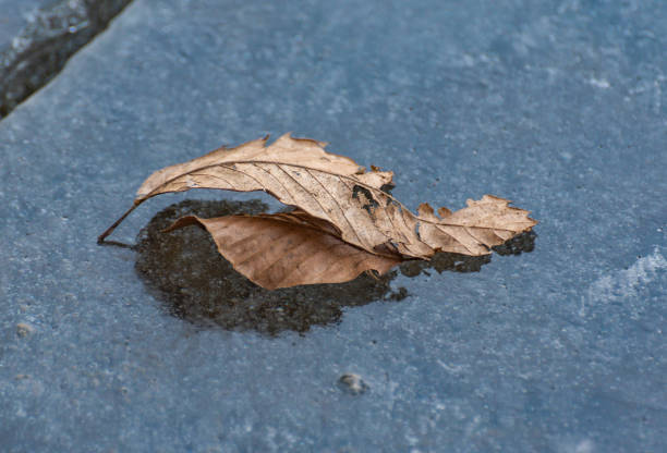 Fallen leaves frozen in ice