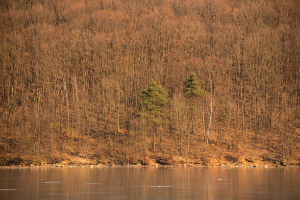 Landscape with a frozen lake in the forest