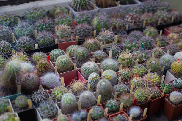 istock many different beautiful decorative cacti grow in the greenhouse 2202071489
