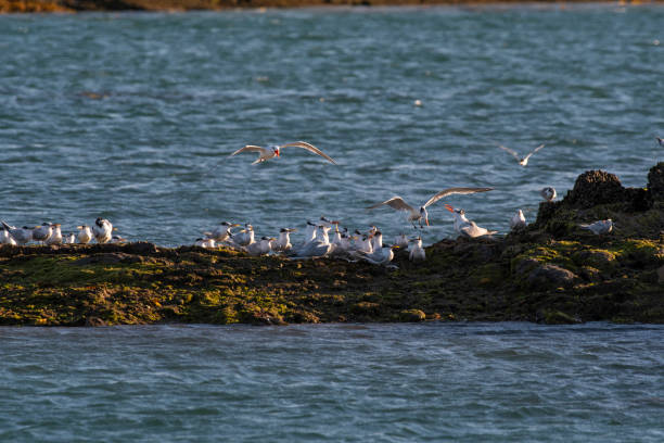 istock Sandwich Tern in flight, Patagonia Argentina. 2202071618