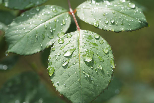beautiful droplets after rain on a green leaf