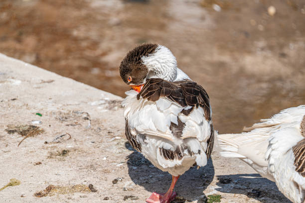 istock beautiful ducks swimming in the lake 2202072050