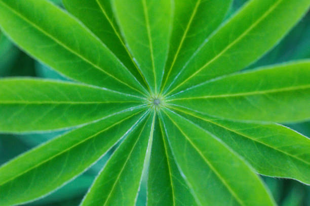 close-up texture of lupine leaf Lupinus polyphyllus