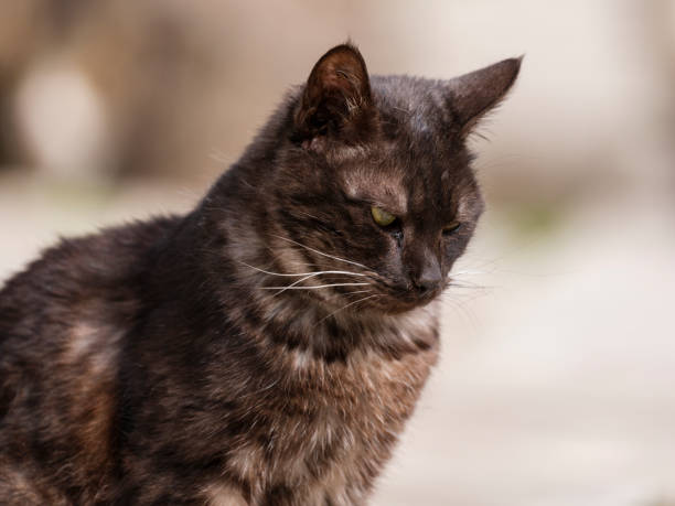 istock Portrait of a beautiful cat 2202072765
