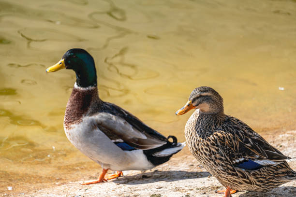 istock beautiful ducks swimming in the lake 2202073006