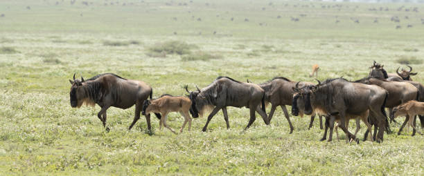 istock Blue Wildebeest, Connochaetes taurinus, Tanzania 2202073396