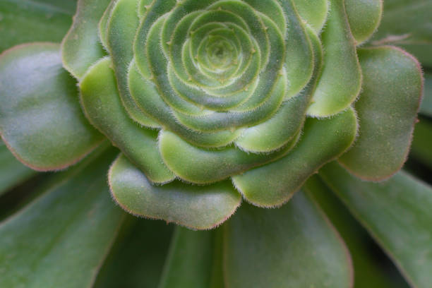 close-up Succulent flower in a pot in a greenhouse