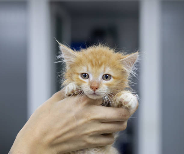 istock A veterinarian carefully holds a small fluffy ginger kitten during a checkup at a veterinary clinic. The veterinarian provides care and treatment to the adorable homeless animal. 2202074840