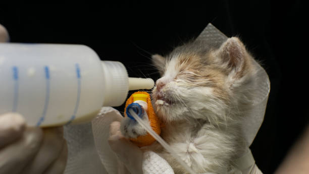 A veterinarian uses a syringe to feed milk to a rescued orphaned kitten lying on a blanket at a veterinary clinic. The vet shows care and provides the necessary nutrition. A veterinarian uses a syringe to feed milk to a rescued orphaned kitten lying on a blanket at a veterinary clinic. The vet shows care and provides the necessary nutrition.. weak cat stock pictures, royalty-free photos & images