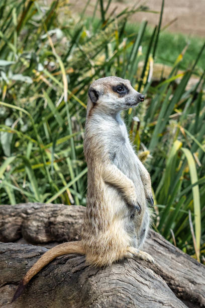 istock Alert meerkat on a log at Adelaide Zoo 2202075865