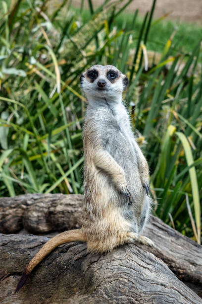 istock Alert meerkat on a log, watchful gaze 2202075963