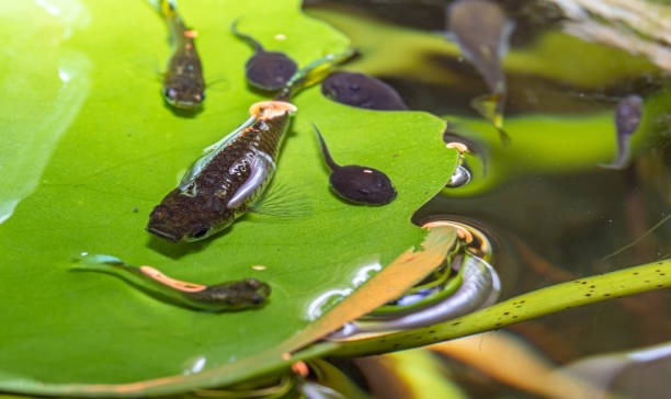 Fish and Tadpole on green leaf under water on a tropical pond.
