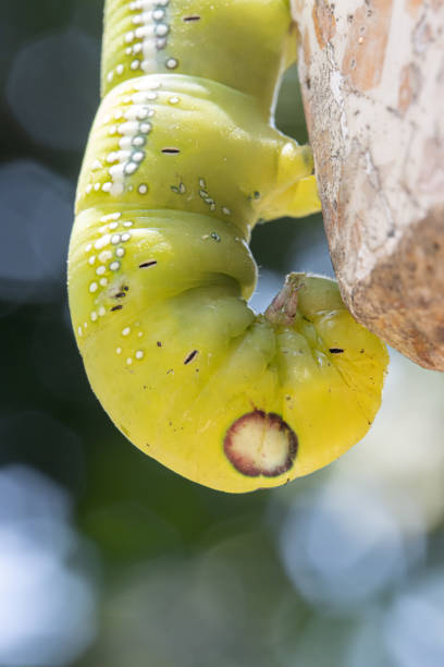Acherontia Atropos