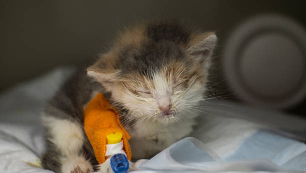 A small calico kitten with closed eyes rests in a veterinary hospital, receiving intravenous treatment through a catheter secured with an orange bandage on its paw, at a veterinary clinic. A small calico kitten with closed eyes rests in a veterinary hospital, receiving intravenous treatment through a catheter secured with an orange bandage on its paw, at a veterinary clinic.. weak cat stock pictures, royalty-free photos & images