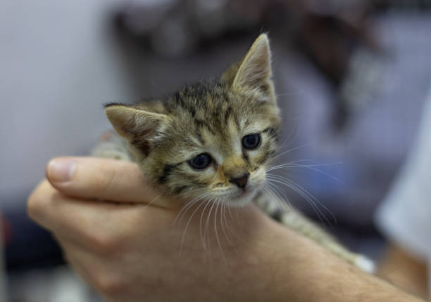istock Veterinarian gently supporting a small, homeless tabby kitten during a medical examination in a veterinary clinic, providing essential care and compassion to the vulnerable animal. 2202076854