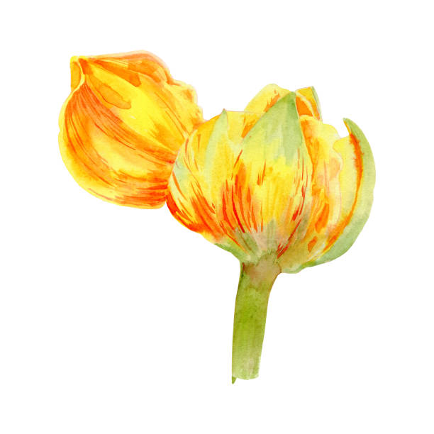 istock Tulip large bud flower yellow. view straight from the side. stem and green leaves. Primrose. Botanical illustration. Hand-drawn with watercolor. For postcards, cosmetics, packaging, candy, spring holiday and March 8th. 2202077763