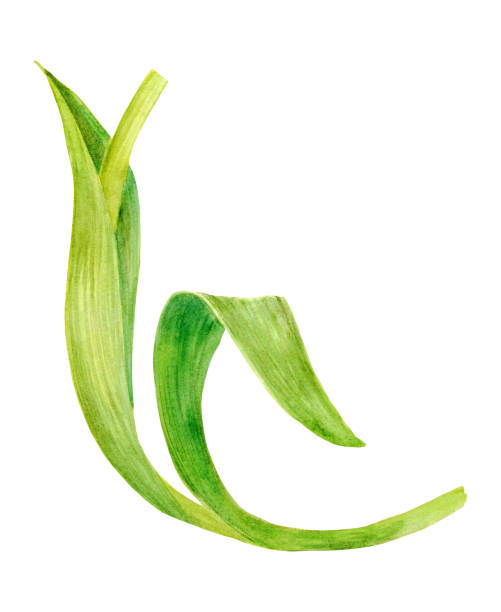 istock Tulip stem and green leaves. Primrose. Botanical illustration. Hand painted with watercolor. For postcards, cosmetics, packaging, candy, spring holiday and March 8th. 2202077995