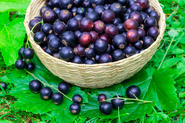 istock There are collected black currant berries in a wicker bowl. 2202084154