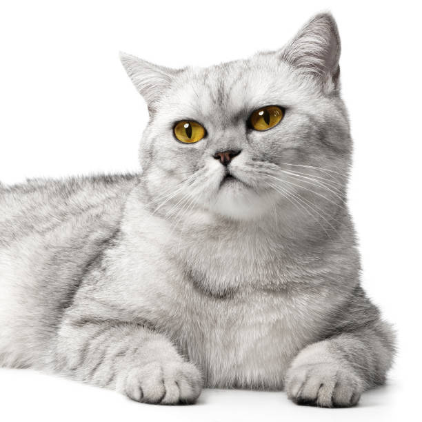 istock Portrait British cat with orange eyes, isolated on white background. 2202086602