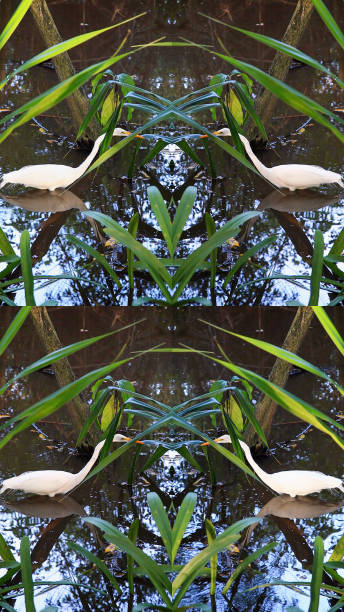 Frame grab quadtych of a white egret.