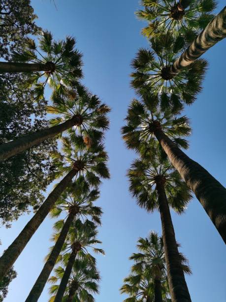 istock Palm trees against the blue sky. Bottom view of tall palm trees. 2202086959