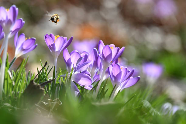 Purple crocuses blooming in spring with bee