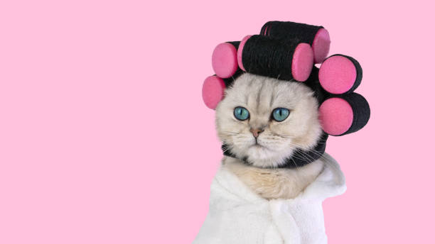istock Cat with pink curlers and white towel against pink background 2202087750