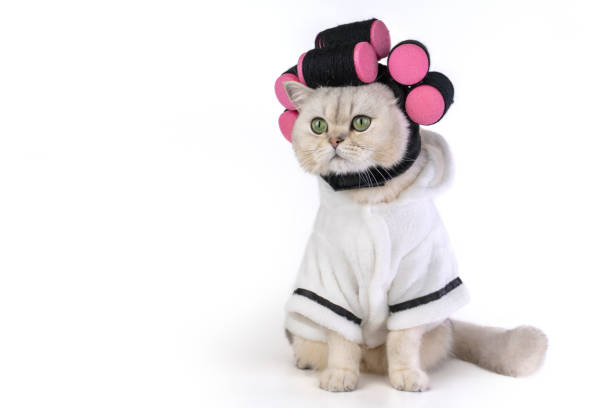 istock Cat wearing bathrobe and hair curlers on white background 2202088666
