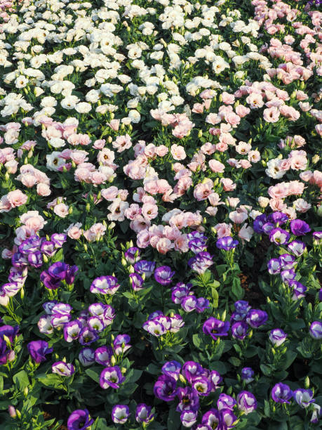 istock White and pink flowers view from the top. 2202089690