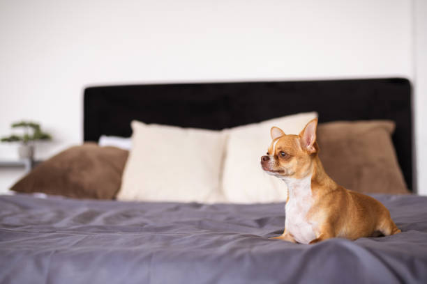istock Chihuahua dog lying on blurred bed at home 2202091590