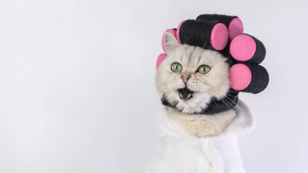 istock White cat in curlers and bathrobe looking surprised 2202091658