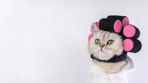 istock Adorable cat with pink hair rollers and white towel wrap looking curious 2202091900