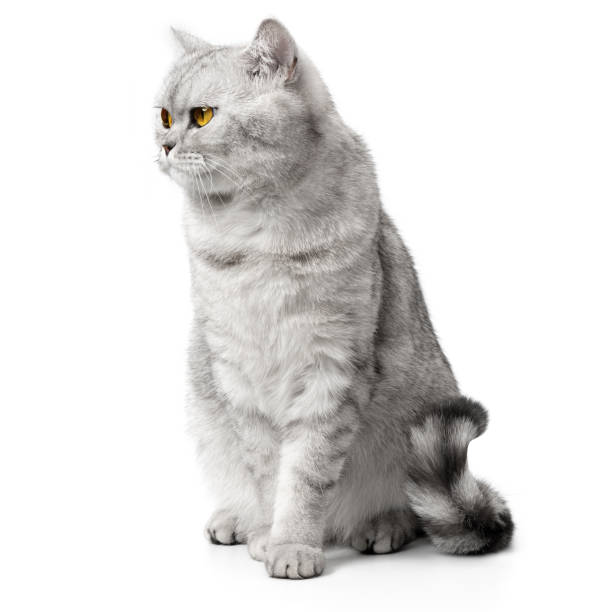 istock Angry British Cat Grumpy and serious Looking in Camera Isolated on white background, Front view. 2202092935