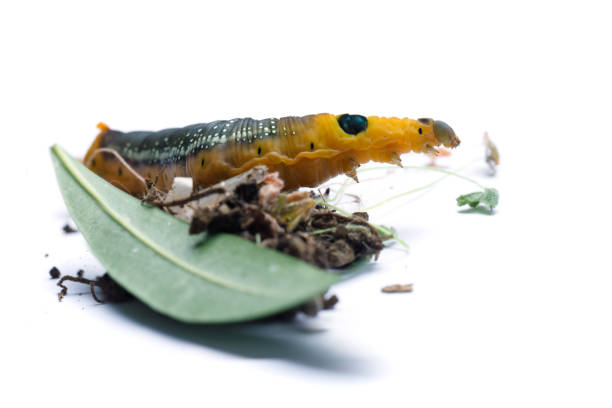 Insect Caterpillar of Oleander Hawk moth or Daphnis nerii Butterfly with green Oleander leaf on white background
