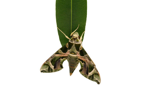 Ornamental Oleander Hawk moth butterfly sitting on leaf isolated on white background, macro