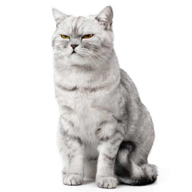 Angry British Cat Grumpy and serious Looking in Camera Isolated on white background, Front view.
