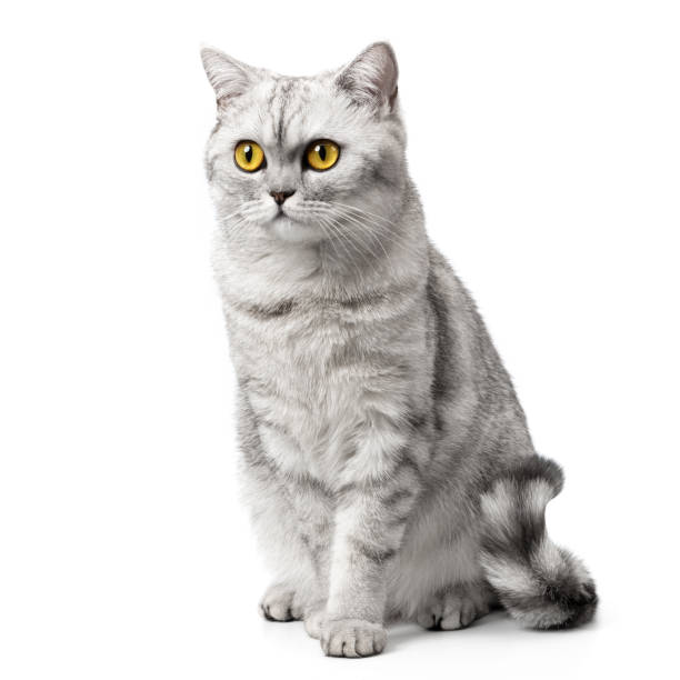 istock British Shorthair cat sitting up front view, looking at camera with orange eyes, isolated on white background. 2202094314