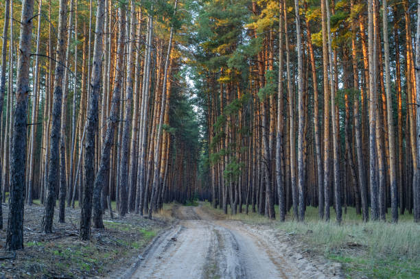 Sunlight filters through tall pine trees, casting warm hues on a quiet dirt path winding through the tranquil forest.