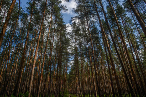 Tall pine trees reach towards the bright sky, creating a peaceful ambiance in a lush, green forest setting.