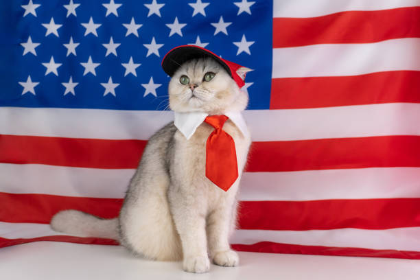 istock Patriotic cat in red tie and cap with american flag background 2202094584