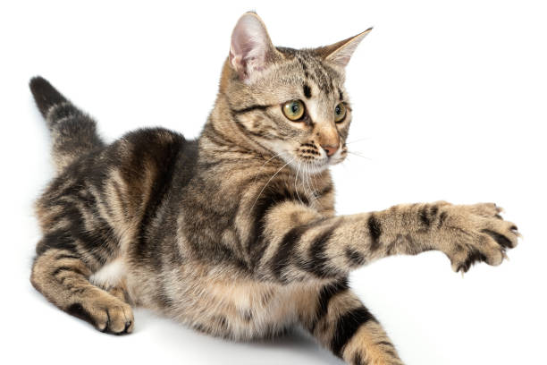 istock Playful cat lying tabby and funny isolated on white background. 2202094722