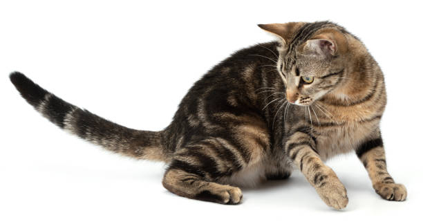 istock Lying cat tabby funny and playful isolated on white background. 2202094797