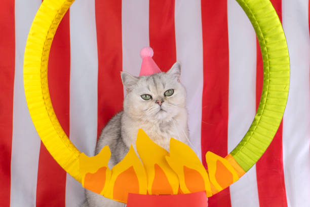 istock Cat wearing pink party hat poses in circus-themed setting with striped red and white background 2202094883